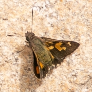 Trapezites phigalioides at Paddys River, ACT - 15 Dec 2018 03:13 PM