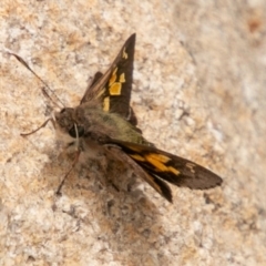 Trapezites phigalioides at Paddys River, ACT - 15 Dec 2018 03:13 PM