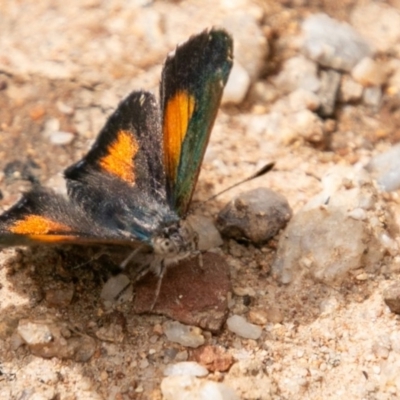 Paralucia aurifera (Bright Copper) at Tidbinbilla Nature Reserve - 15 Dec 2018 by SWishart