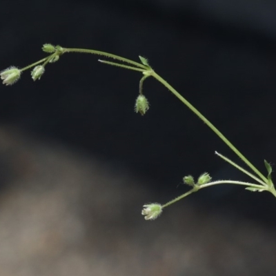 Stellaria pallida (Lesser Chickweed) at Black Mountain - 29 Oct 2018 by silversea_starsong