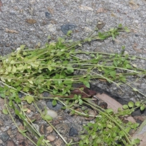 Stellaria pallida at Hackett, ACT - 30 Oct 2018