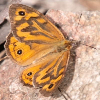 Heteronympha merope (Common Brown Butterfly) at Tidbinbilla Nature Reserve - 15 Dec 2018 by SWishart