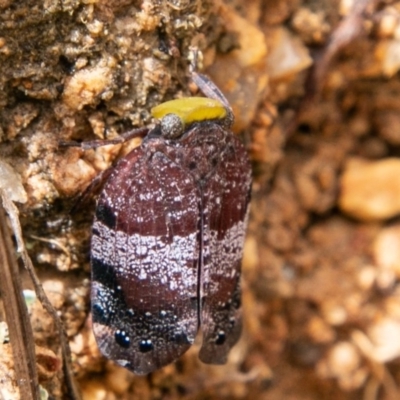 Platybrachys decemmacula (Green-faced gum hopper) at Tidbinbilla Nature Reserve - 15 Dec 2018 by SWishart