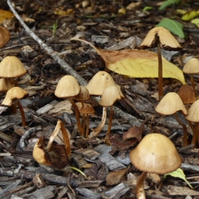 zz agaric (stem; gills white/cream) at Narrabundah, ACT - 16 Dec 2018 by Juliee