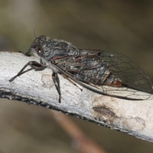 Atrapsalta furcilla at Acton, ACT - 29 Oct 2018