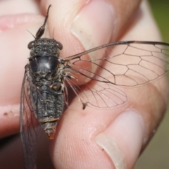 Atrapsalta furcilla at Acton, ACT - 29 Oct 2018