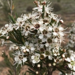 Kunzea ericoides (Burgan) at Percival Hill - 16 Dec 2018 by gavinlongmuir