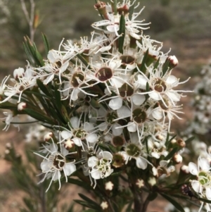 Kunzea ericoides at Nicholls, ACT - 16 Dec 2018