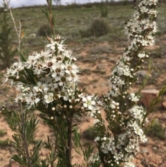 Kunzea ericoides at Nicholls, ACT - 16 Dec 2018 04:26 PM