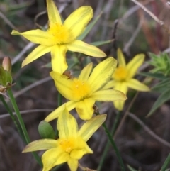 Tricoryne elatior (Yellow Rush Lily) at Percival Hill - 16 Dec 2018 by gavinlongmuir