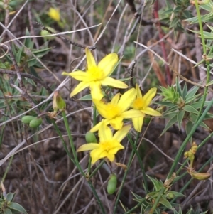 Tricoryne elatior at Nicholls, ACT - 16 Dec 2018