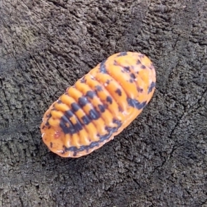 Monophlebulus sp. (genus) at Bawley Point, NSW - 16 Dec 2018