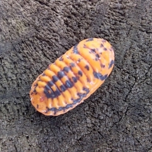 Monophlebulus sp. (genus) at Bawley Point, NSW - 16 Dec 2018 04:33 PM