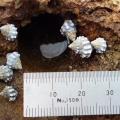 Nodilittorina pyramidalis (Nodilittorina pyramidalis) at Meroo National Park - 16 Dec 2018 by GLemann