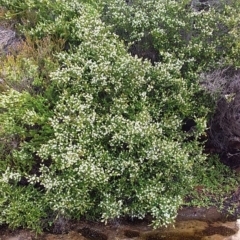 Baeckea imbricata (Coastal Baeckea, Heath Myrtle) at Meroo National Park - 16 Dec 2018 by GLemann