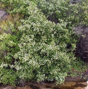 Baeckea imbricata at Bawley Point, NSW - 16 Dec 2018