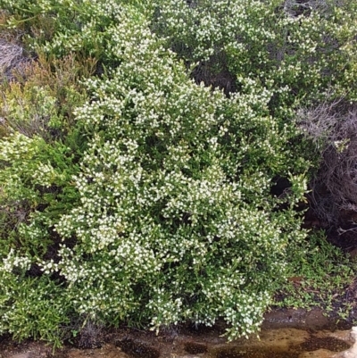 Baeckea imbricata (Coastal Baeckea, Heath Myrtle) at Meroo National Park - 16 Dec 2018 by GLemann