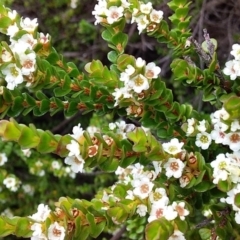 Baeckea imbricata at Bawley Point, NSW - 16 Dec 2018 03:17 PM