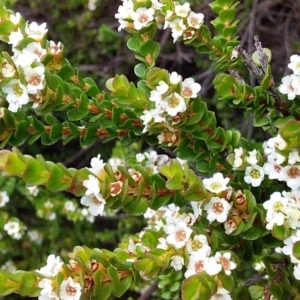 Baeckea imbricata at Bawley Point, NSW - 16 Dec 2018