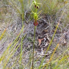 Cryptostylis subulata (Cow Orchid) at Meroo National Park - 16 Dec 2018 by GLemann