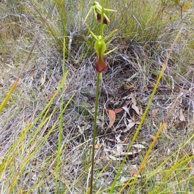 Cryptostylis subulata (Cow Orchid) at Bawley Point, NSW - 16 Dec 2018 by GLemann