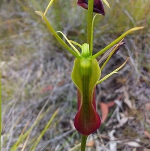 Cryptostylis subulata at Bawley Point, NSW - 16 Dec 2018