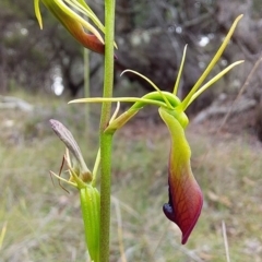 Cryptostylis subulata at Bawley Point, NSW - 16 Dec 2018