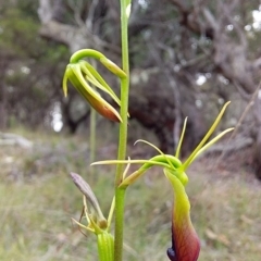 Cryptostylis subulata at Bawley Point, NSW - 16 Dec 2018