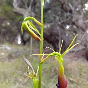 Cryptostylis subulata at Bawley Point, NSW - suppressed