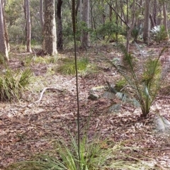 Xanthorrhoea concava (Grass Tree) at Bawley Point, NSW - 23 Dec 2018 by GLemann