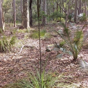 Xanthorrhoea concava at Bawley Point, NSW - suppressed