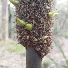 Xanthorrhoea concava at Bawley Point, NSW - suppressed