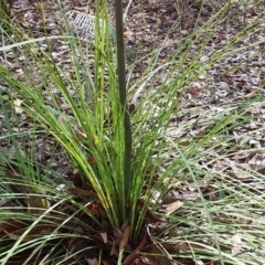 Xanthorrhoea concava at Bawley Point, NSW - 23 Dec 2018