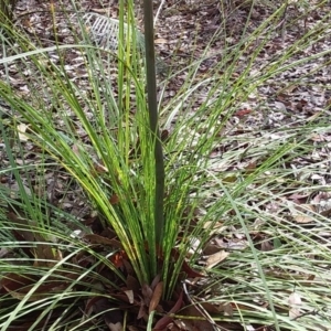 Xanthorrhoea concava at Bawley Point, NSW - 23 Dec 2018