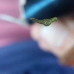 Xanthorrhoea concava at Bawley Point, NSW - suppressed