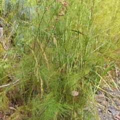 Baloskion tetraphyllum subsp. meiostachyum (Plume Rush, Australian Reed) at Bawley Point, NSW - 16 Dec 2018 by GLemann