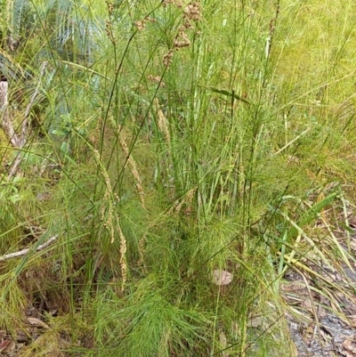 Baloskion tetraphyllum subsp. meiostachyum (Plume Rush, Australian Reed) at Meroo National Park - 16 Dec 2018 by GLemann