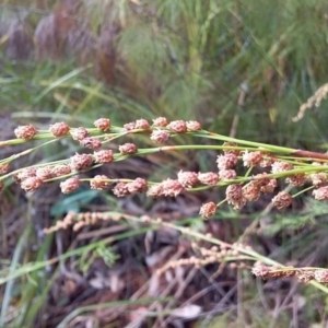 Baloskion tetraphyllum subsp. meiostachyum at Bawley Point, NSW - 16 Dec 2018 04:23 PM