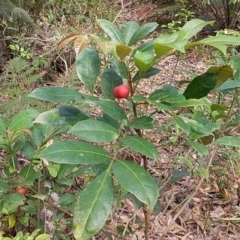 Synoum glandulosum subsp. glandulosum (Scentless Rosewood) at Meroo National Park - 16 Dec 2018 by GLemann