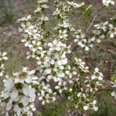 Leptospermum continentale (Prickly Teatree) at O'Malley, ACT - 15 Dec 2018 by Mike