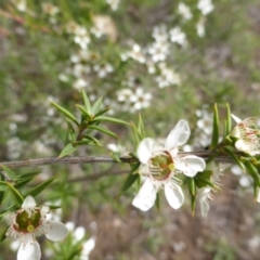 Leptospermum continentale at O'Malley, ACT - 15 Dec 2018