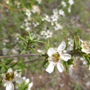 Leptospermum continentale at O'Malley, ACT - 15 Dec 2018 03:34 PM