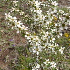 Leptospermum continentale at O'Malley, ACT - 15 Dec 2018 03:34 PM