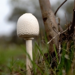 Macrolepiota dolichaula (Macrolepiota dolichaula) at Dunlop, ACT - 16 Dec 2018 by Margo