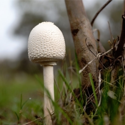 Macrolepiota dolichaula (Macrolepiota dolichaula) at Dunlop, ACT - 16 Dec 2018 by Margo