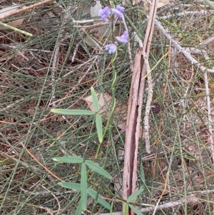 Glycine clandestina at Bawley Point, NSW - 16 Dec 2018