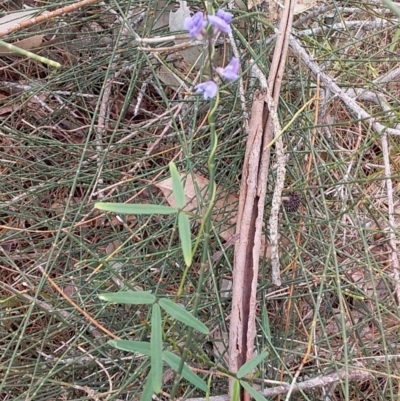 Glycine clandestina (Twining Glycine) at Meroo National Park - 16 Dec 2018 by GLemann