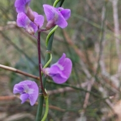 Glycine clandestina at Bawley Point, NSW - 16 Dec 2018 03:12 PM