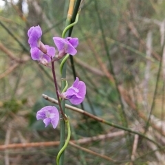 Glycine clandestina at Bawley Point, NSW - 16 Dec 2018