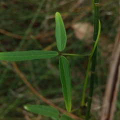 Glycine clandestina at Bawley Point, NSW - 16 Dec 2018